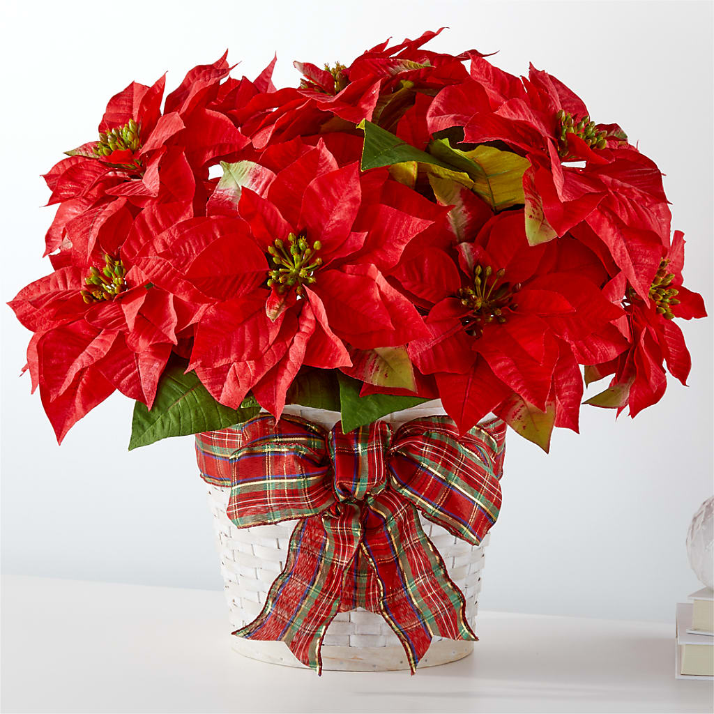 Poinsettia des fêtes les plus heureuses