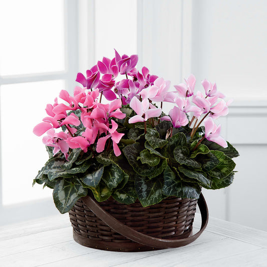 Jardinière Cyclamen Mixte