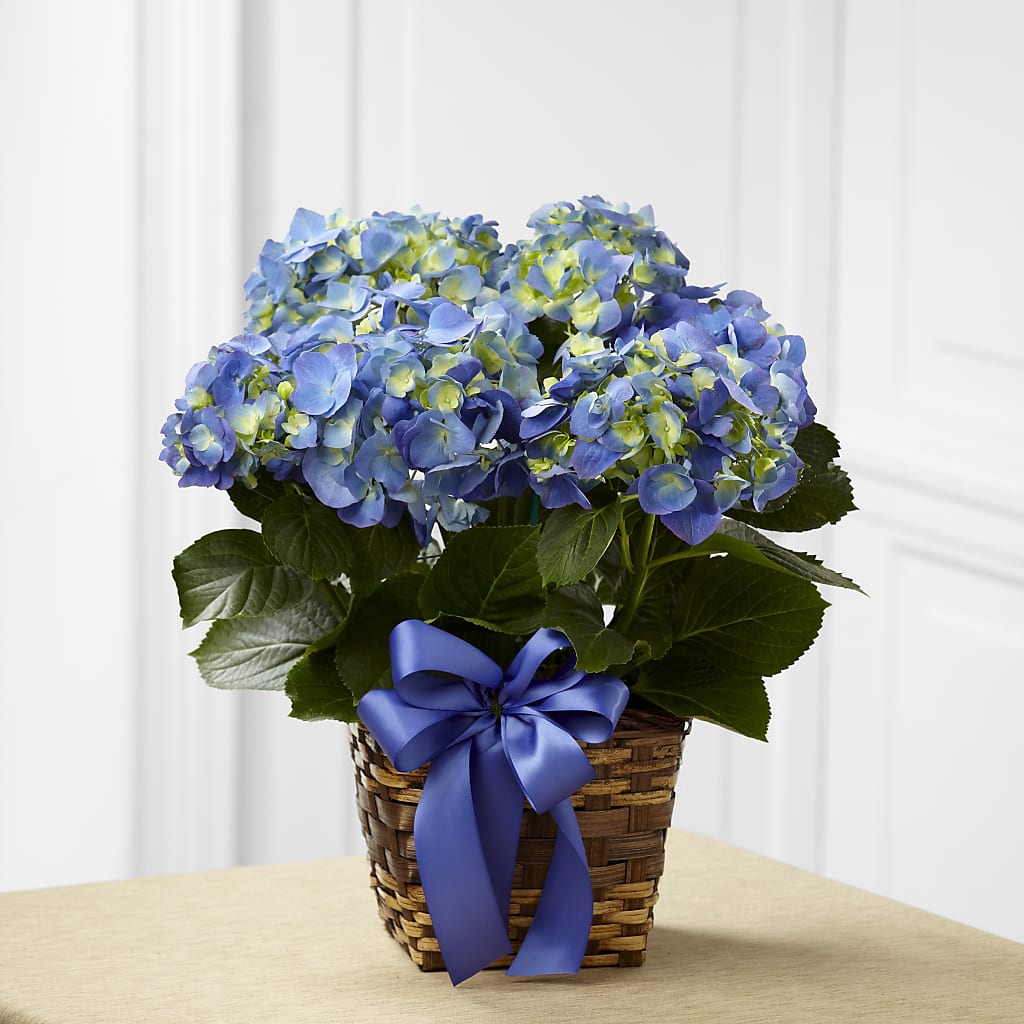 Jardinière d'hortensia bleu