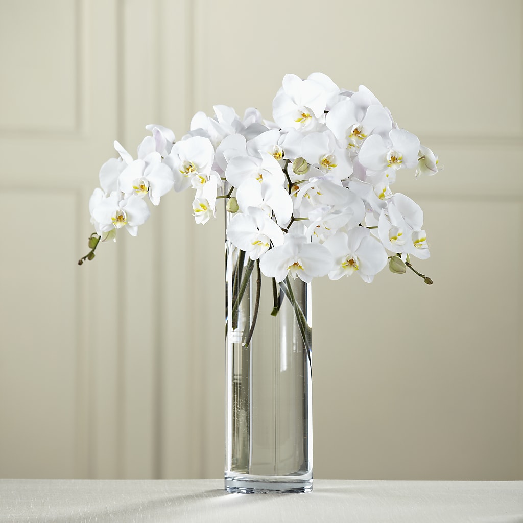 Ramo de Phalaenopsis blanca